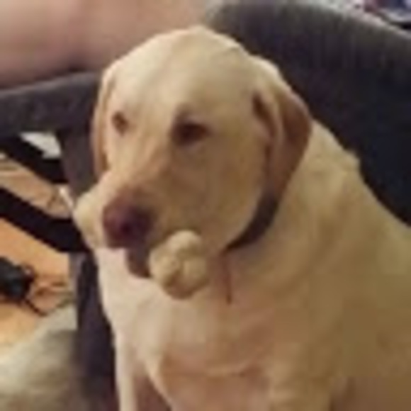 yellowlabrador3